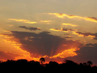 Sunset plane trees clouds sky - the sky and trees free wallpaper
