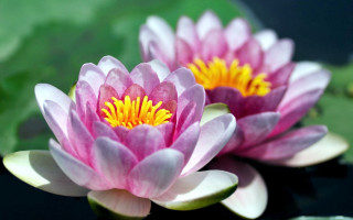 Pink water lilies yellow centers - simple form free wallpaper