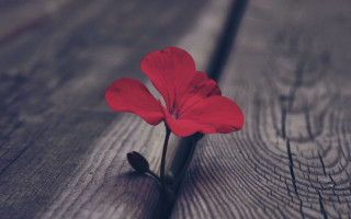 Red flower wooden surface blurry - bloom free wallpaper