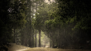 Dirt road forest light rain - a dirt road free wallpaper for desktop