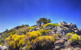 Mountain tree autumn leaves sky - the ground below free wallpaper