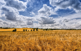 Wheat field cloudy sky cityscape - heavy grain free wallpaper for desktop