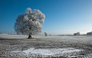 Snowy tree field blue sky 2 - a tree in a field free wallpaper