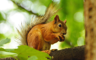 Squirrel eating nut forest blurry 2 - a squirrel free wallpaper
