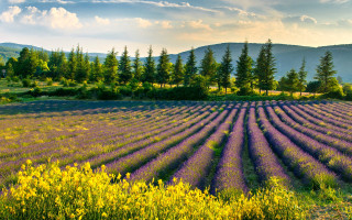 Lavender mountains sunset clouds trees - the sky and trees free wallpaper