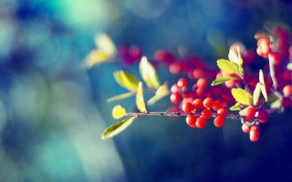 Branch berries leaves blue sky 2 - red berry free wallpaper for desktop