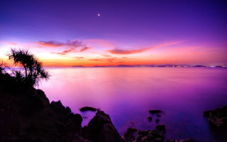 Purple sunset water tree moon - cui bai free wallpaper