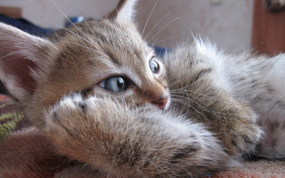 Cat bed pillow blue eyes - the cat free wallpaper