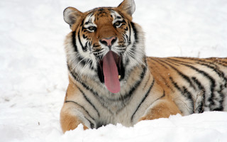 Tiger snow yawning open mouth - free winter wallpaper