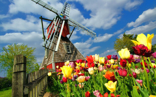Red roof windmill flower field - a windmill free wallpaper