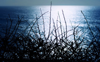 Ocean hilltop view cherry blossoms - chris friel free wallpaper