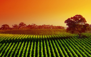 Large field tree sunset red - a large field free wallpaper for desktop