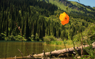 Flower grass lake mountain trees - nature free wallpaper