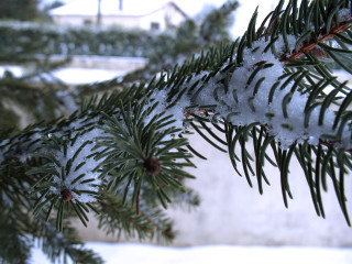 Pine snow branch building winter - a pine tree branch free wallpaper