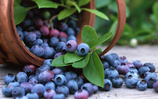 Blueberries leaves basket macro bokeh - a table next free wallpaper
