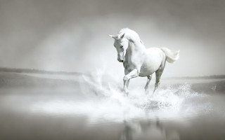 White horse running foggy water 3 - a white horse free wallpaper