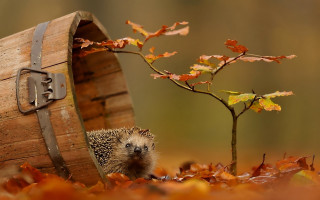 Hedgehog barrel leaves autumn fire - a barrel free wallpaper