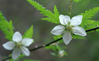 White flower green leaves blurry 3 - a white flower free wallpaper