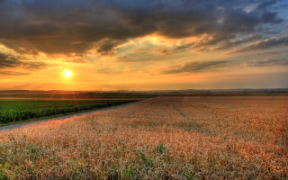 Wheat field sunset road clouds - a field of wheat free wallpaper