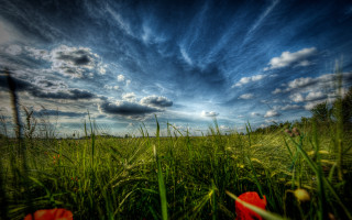 Field flower sky clouds city - under a cloudy sky free wallpaper