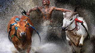 Man cows water rope aurora - christopher williams free wallpaper for desktop