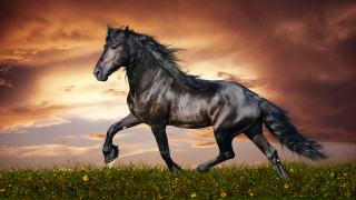 Horse field cloudy sunset yellowflowers 2 - sky behind free wallpaper