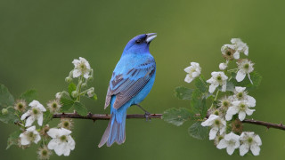 Blue bird branch white flowers - a green background behind free wallpaper