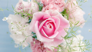 Pink rose white flowers vase 4 - a pink rose free wallpaper