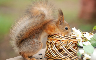 Squirrel eating food outdoor flower - a table outside free wallpaper