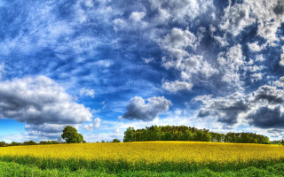 Grass trees cloudy sky colorful - free summer wallpaper