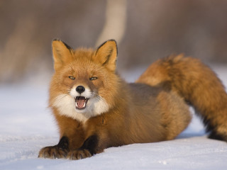 Red fox sitting snow yawning - a red fox free wallpaper