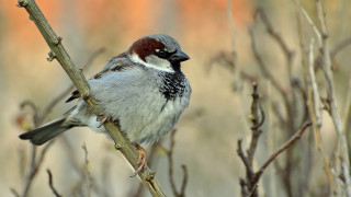 Bird branch leaves blurry background 3 - branch and a blurry background free wallpaper