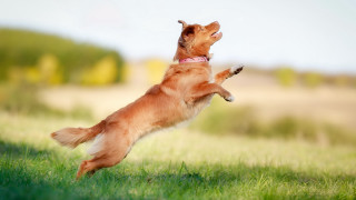 Dog jumping frisbee field trees - dynamic pose free wallpaper