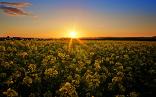 Flower field sunset clouds cityscape - cloud above free wallpaper