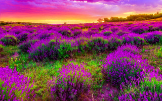 Purple flower field sunset cloudy - blanche hoschedé monet free wallpaper