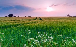 Sunset field dirt road clouds - a dirt road in the middle of it free wallpaper