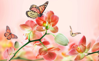 Flowers butterfly pink background watercolor - over them free wallpaper