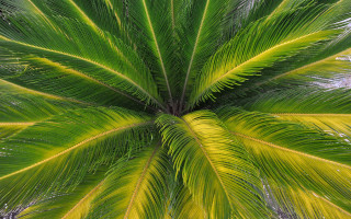 Palm leaf nature green outdoor - de hirsh margule free wallpaper