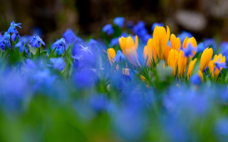 Blue yellow flower field butterfly - vivid color free wallpaper