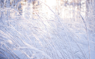 Winter tall grass snow fence - tall grass free wallpaper