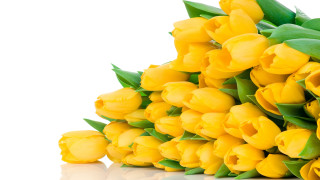 Yellow tulips reflection flower leaves - a white surface free wallpaper for desktop