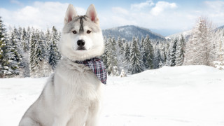 Husky bowtie snow trees blue - husky free wallpaper for desktop
