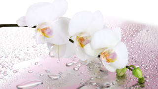 White flower water droplets pink - photorealistic imagery free wallpaper for desktop