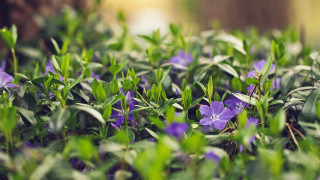 Purple flowers green leaves bokeh - green leaf and grass free wallpaper
