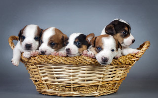 Puppies basket gray background cute - a basket together free wallpaper