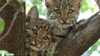 Two small cats sitting tree - looking free wallpaper for desktop