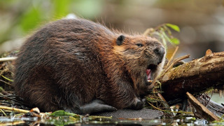 Beaver yawning log water woodcut - in the water free wallpaper