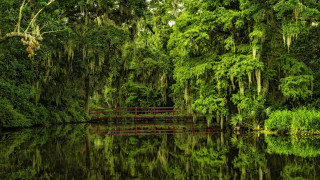 Enchanted forest bridge nature matte - tree and water free wallpaper