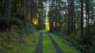 Dirt road forest sunlight night - a dirt road in the middle of a forest free wallpaper