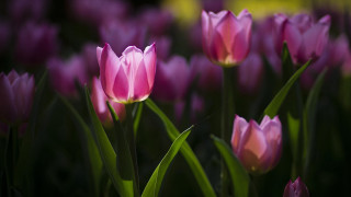 Pink flowers green stems yellow - the middle of them free wallpaper